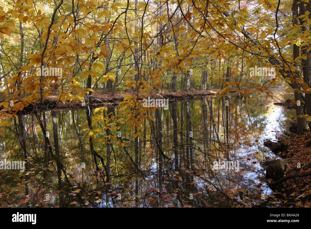 Flusso in autunno Foto Stock