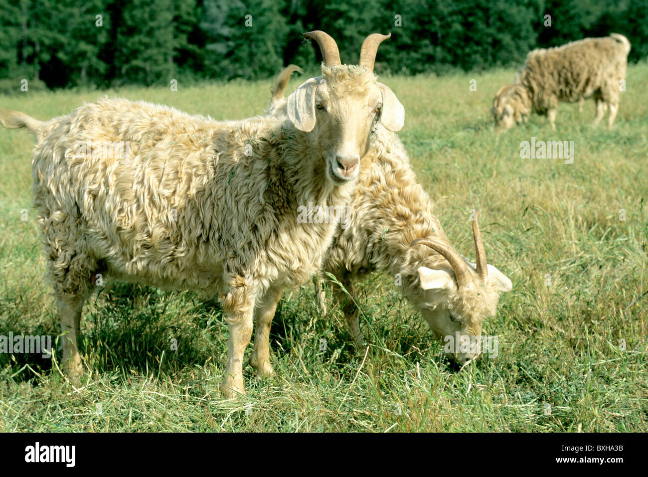 Capre Angora pascolare, campo Foto Stock