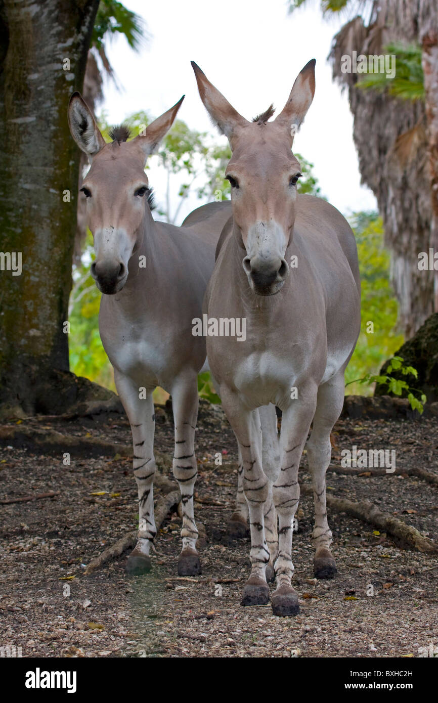 Asino selvaggio somalo Foto Stock
