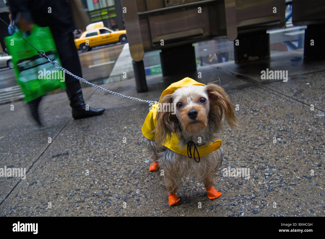 Piccolo vestito cane su una strada di New York, New York, Stati Uniti d'America Foto Stock
