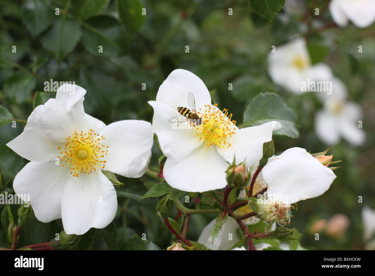 Bee visitando fiore bianco Foto Stock