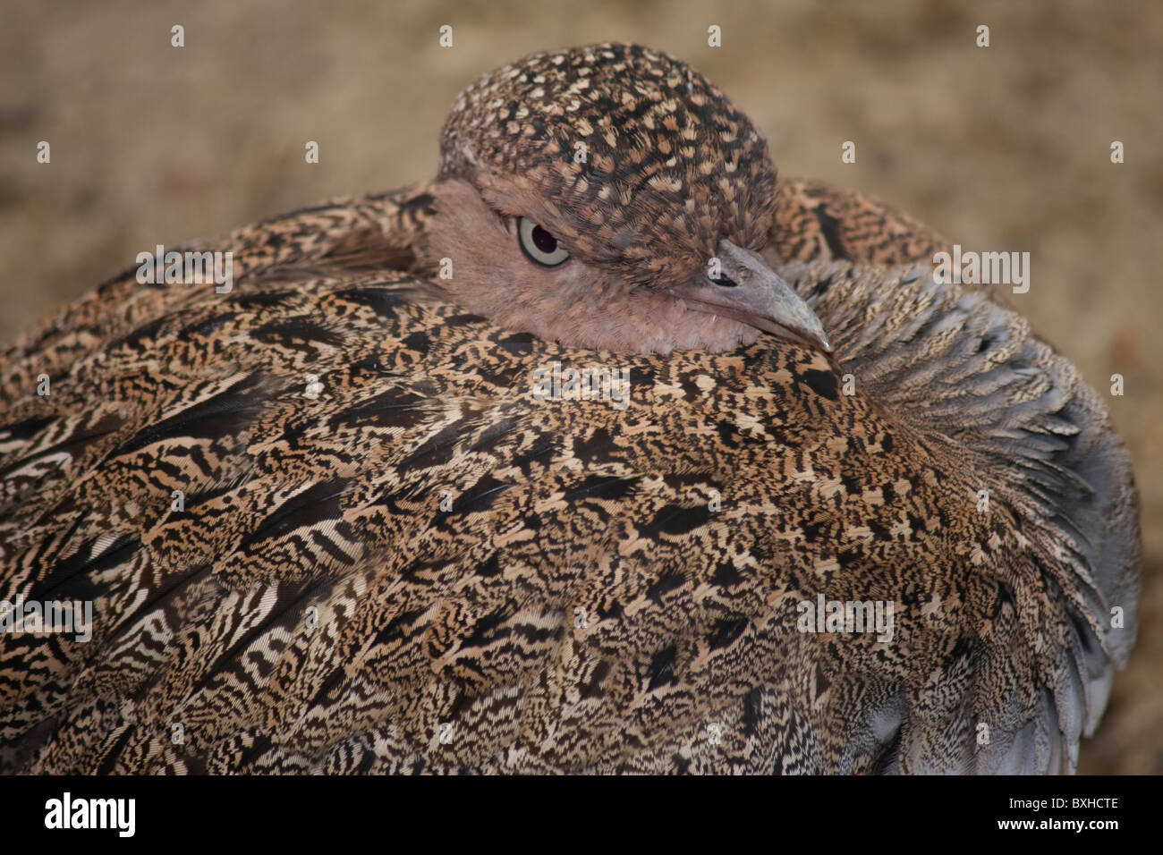 Coqui Francolin Foto Stock