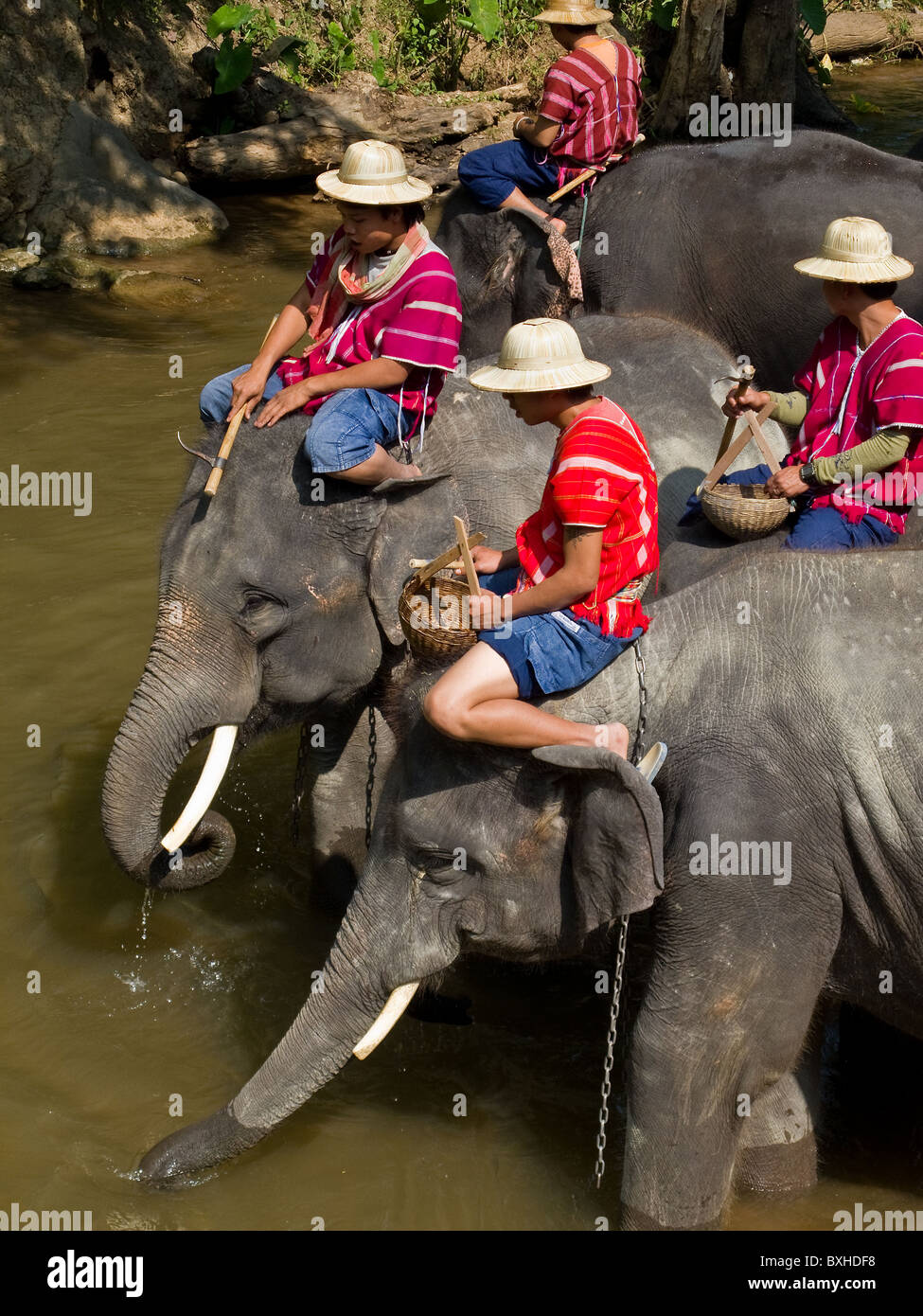 Gli elefanti ed i loro Mahouts entrando in un fiume presso la Maesa Elephant Camp in Chiang Mai in Thailandia Foto Stock