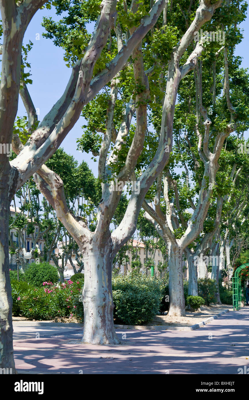 Viale di platani lungo il Canal de la Robine in Narbonne Francia Foto Stock