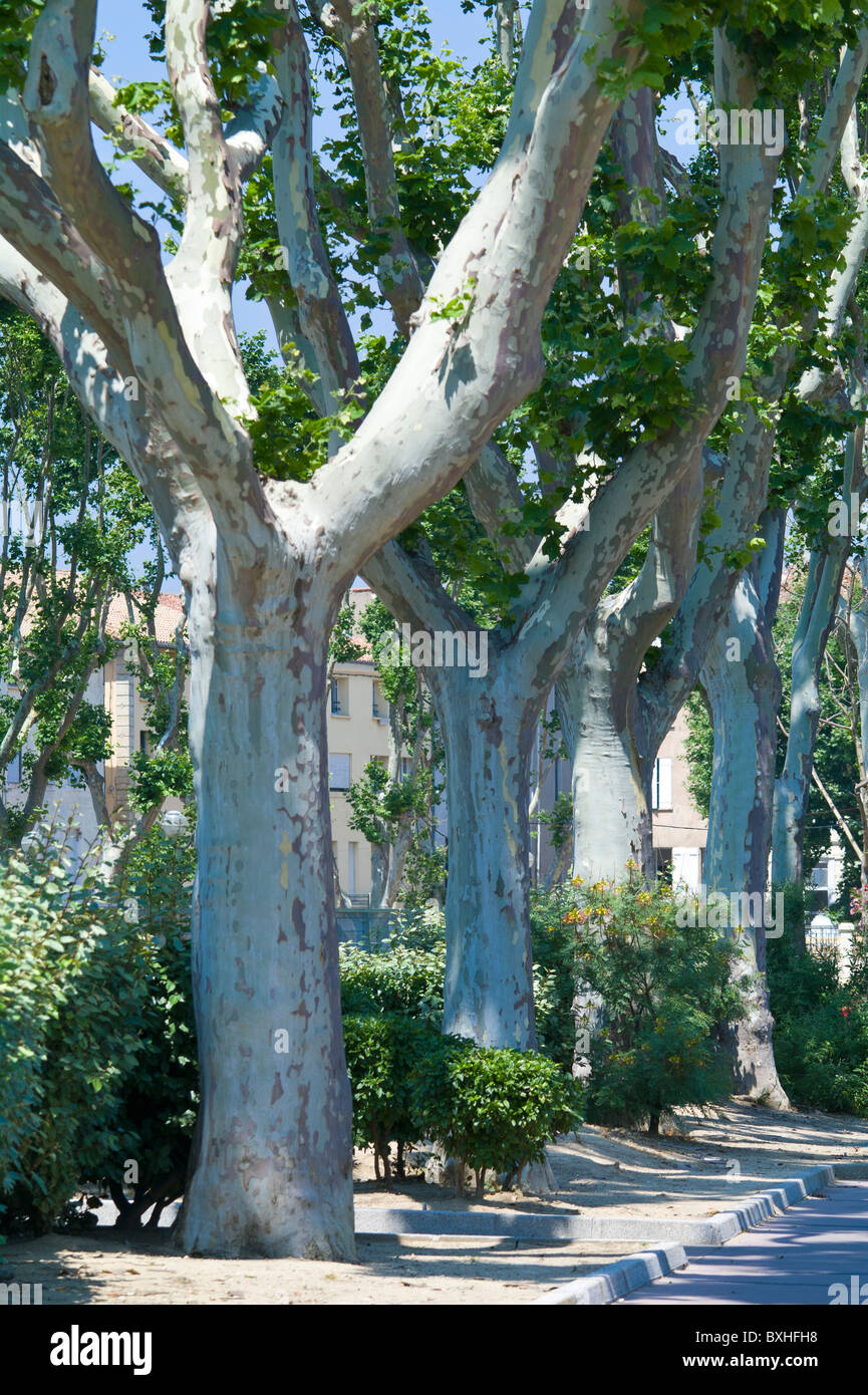 Viale di platani lungo il Canal de la Robine in Narbonne Francia Foto Stock