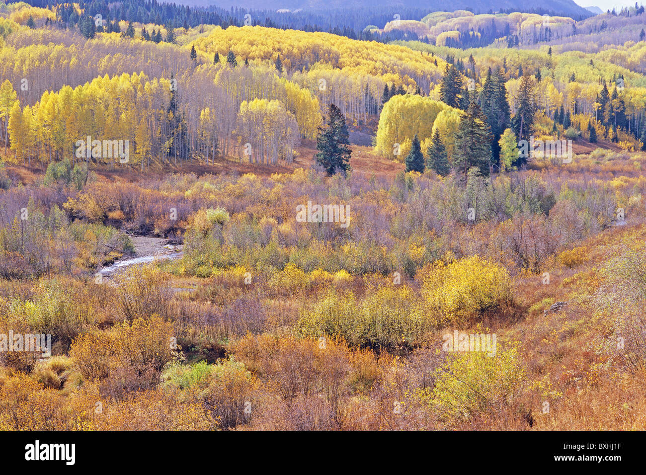 Autunno prati e boschetti di pioppi, Kebler Pass Road a ovest di Crested Butte, Colorado, STATI UNITI D'AMERICA Foto Stock