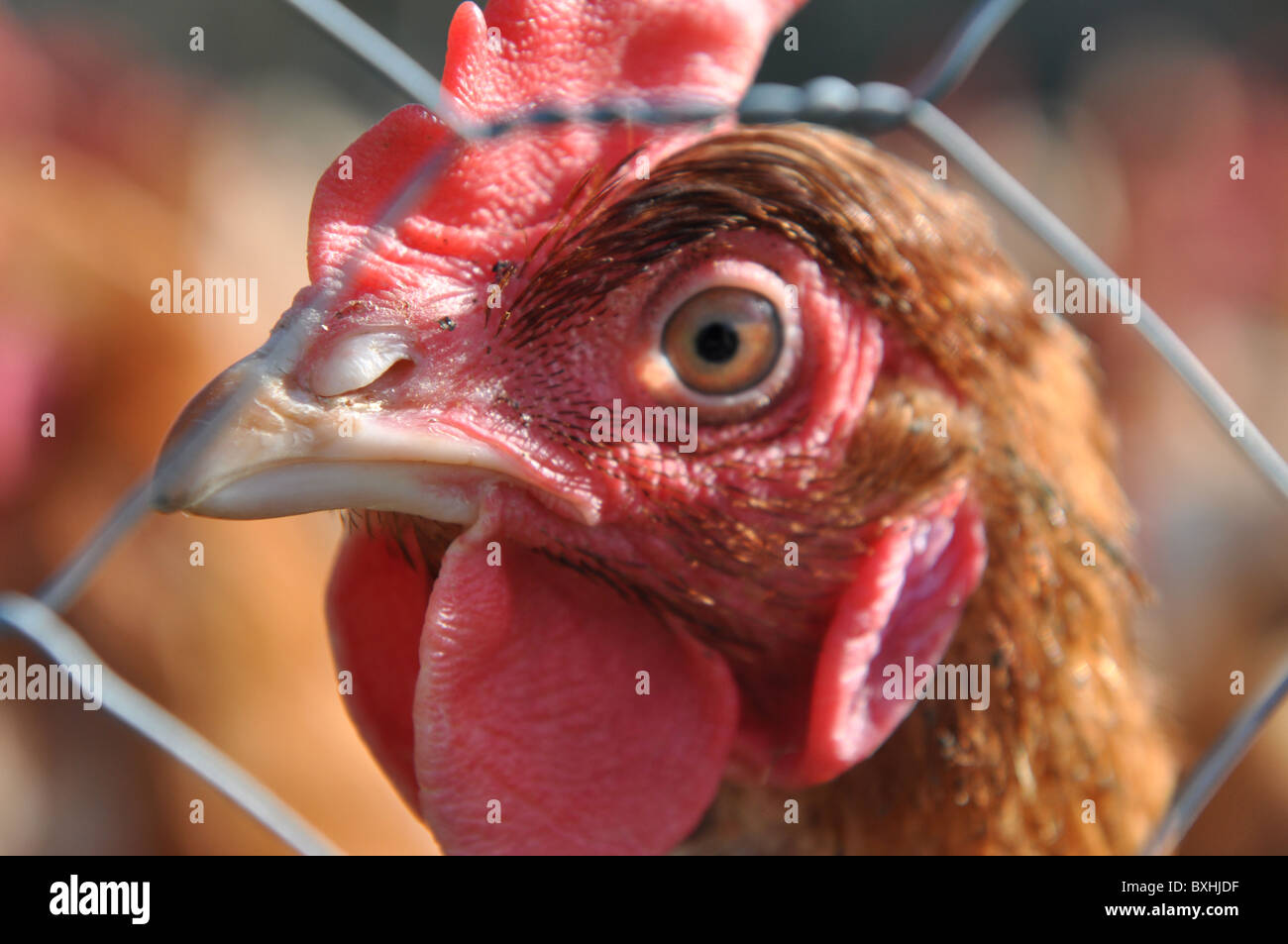 Intensivo di allevamento di polli. Close-up su una testa di polli Foto Stock