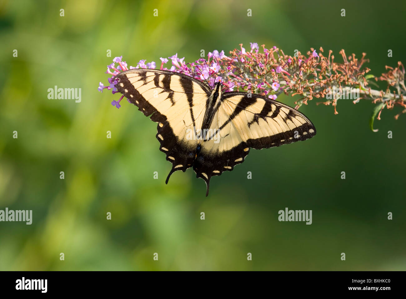 Orientale a coda di rondine di Tiger Butterfly Foto Stock