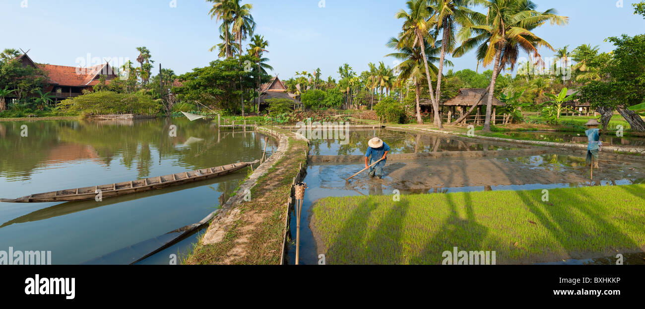 Risaie nr Chiang Mai, Thailandia Foto Stock