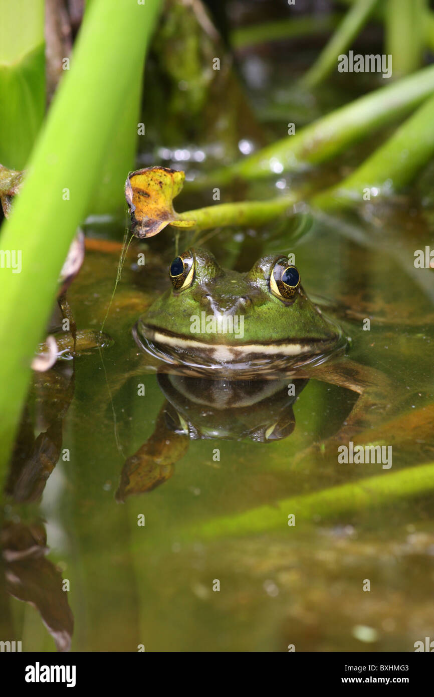 American Bullfrog Foto Stock