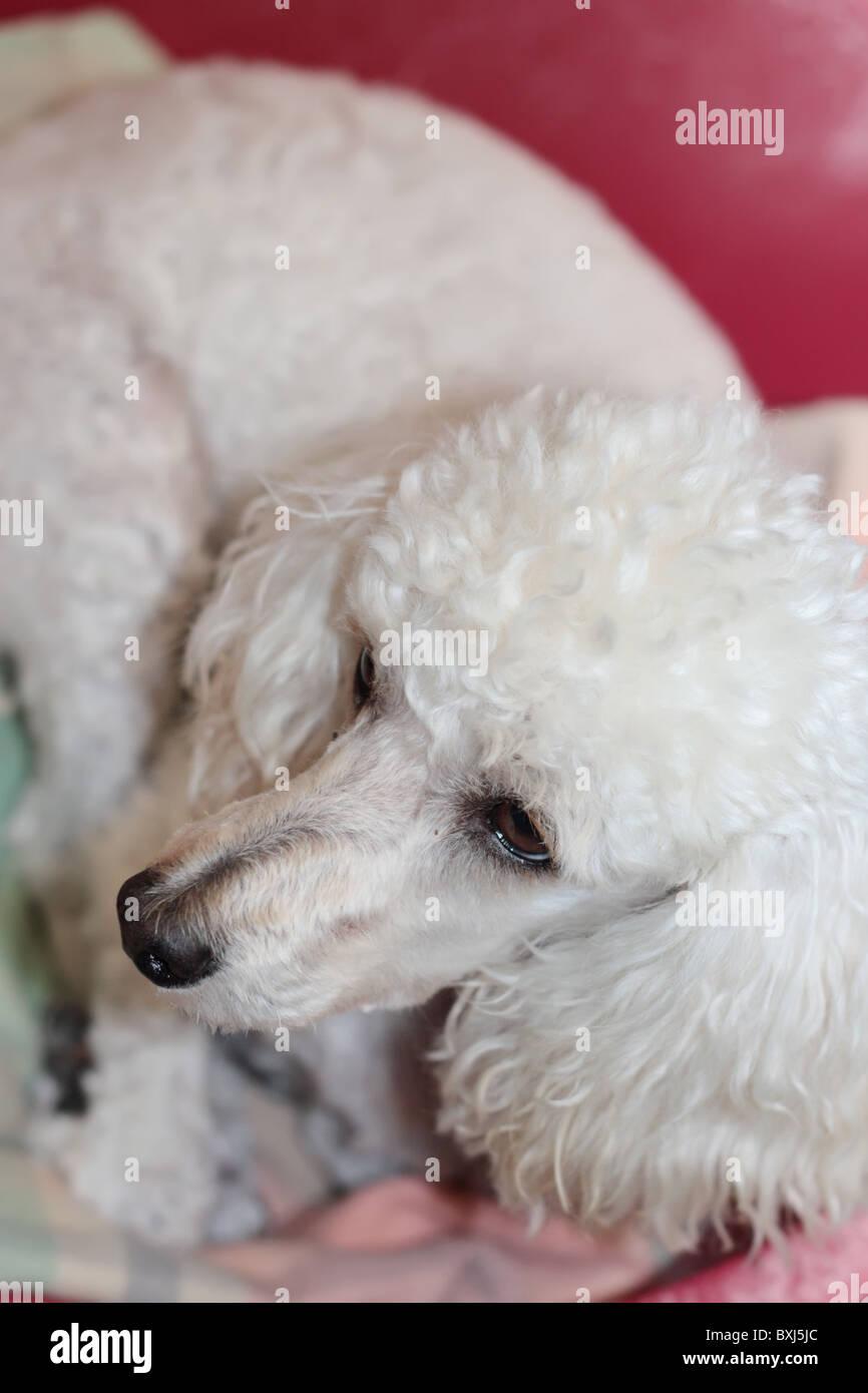 Grazioso Mini Poodle Foto Stock