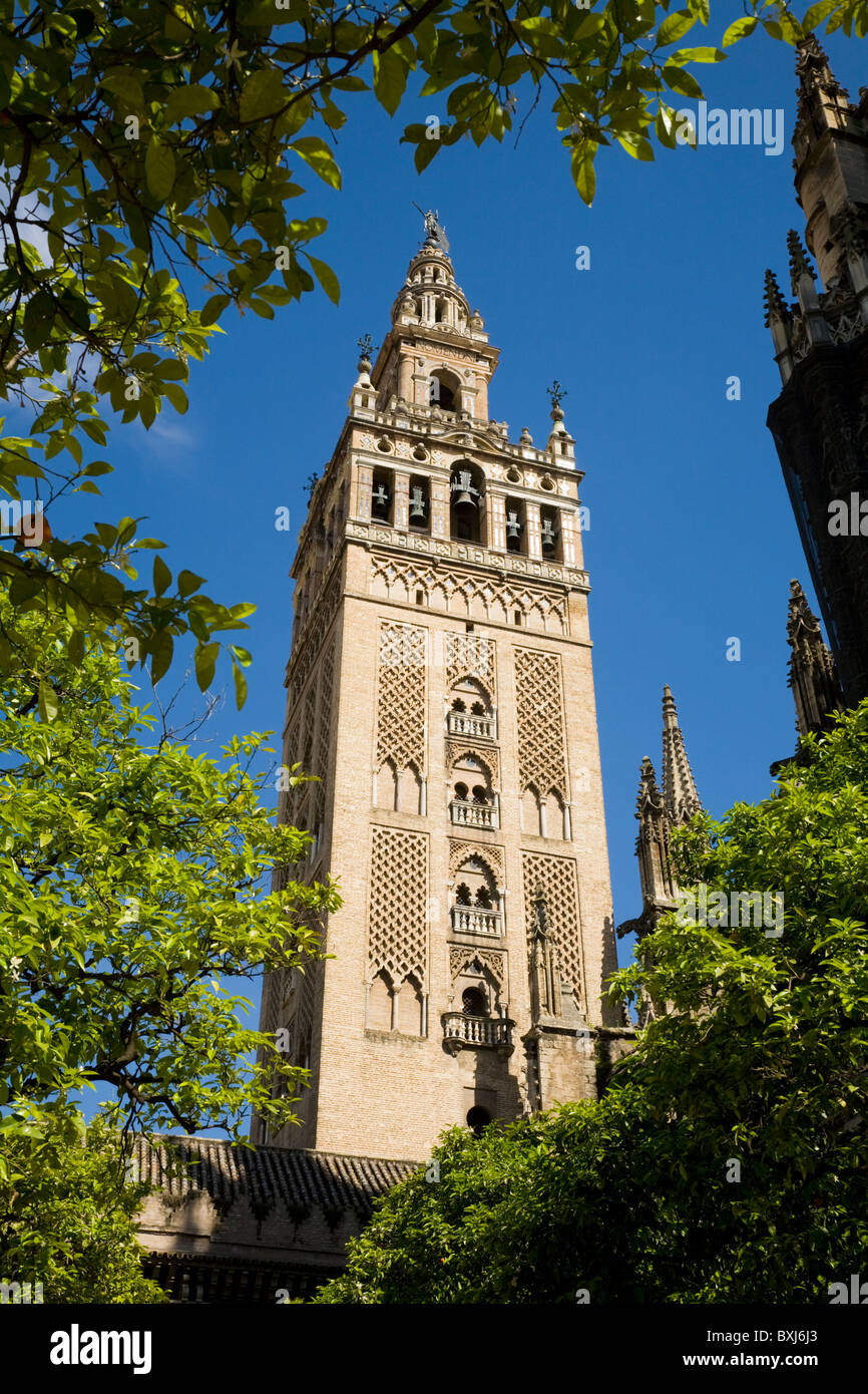 La Giralda (ex minareto della moschea convertito in Duomo torre campanaria) dietro la frutta di arancia albero / alberi. Siviglia / Sevilla. Spagna. Foto Stock