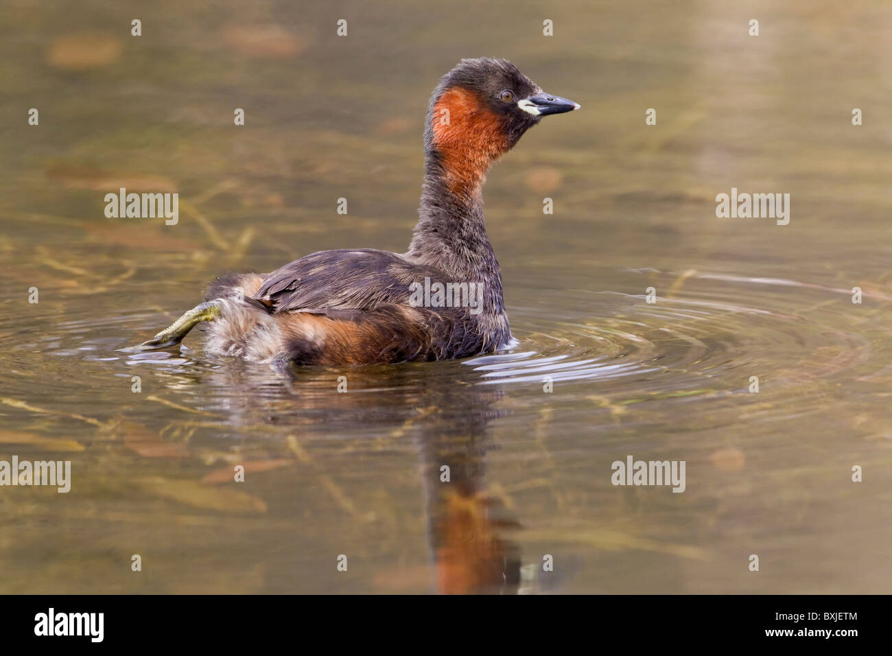 Un adulto Tuffetto in estate piumaggio display territoriale Foto Stock