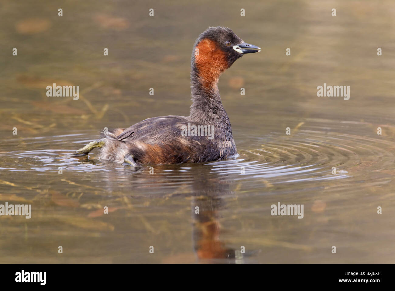 Un adulto Tuffetto in estate piumaggio display territoriale Foto Stock