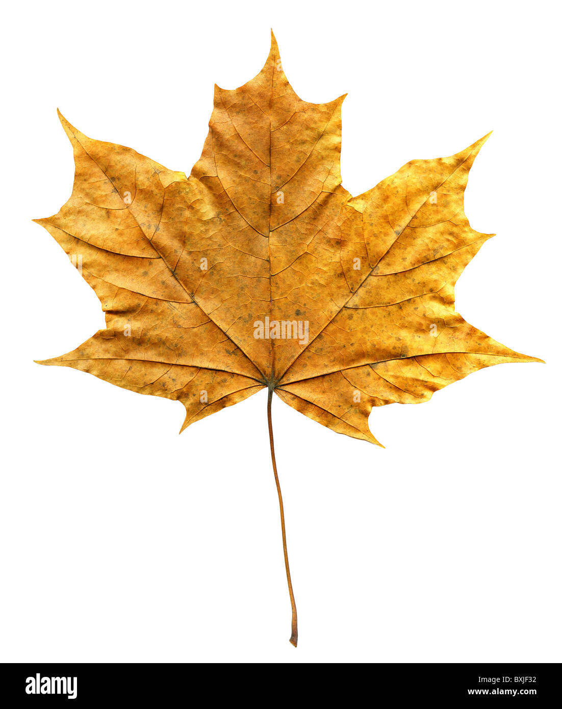 Asciugare perfetto maple leaf isolato su bianco Foto Stock