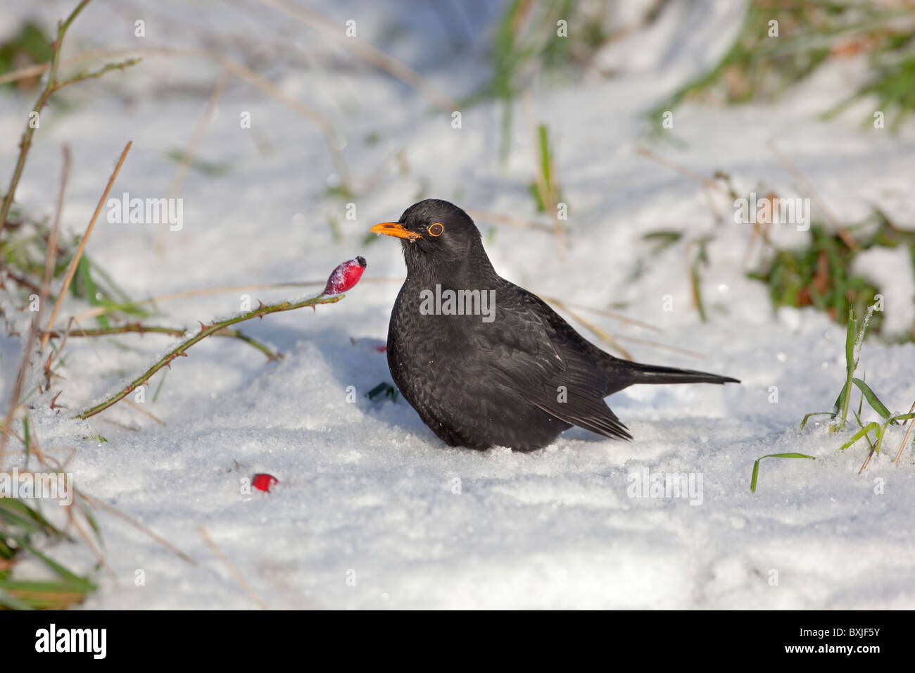 Blackbird Turdus merula maschio mangiare rose anche nella neve Foto Stock