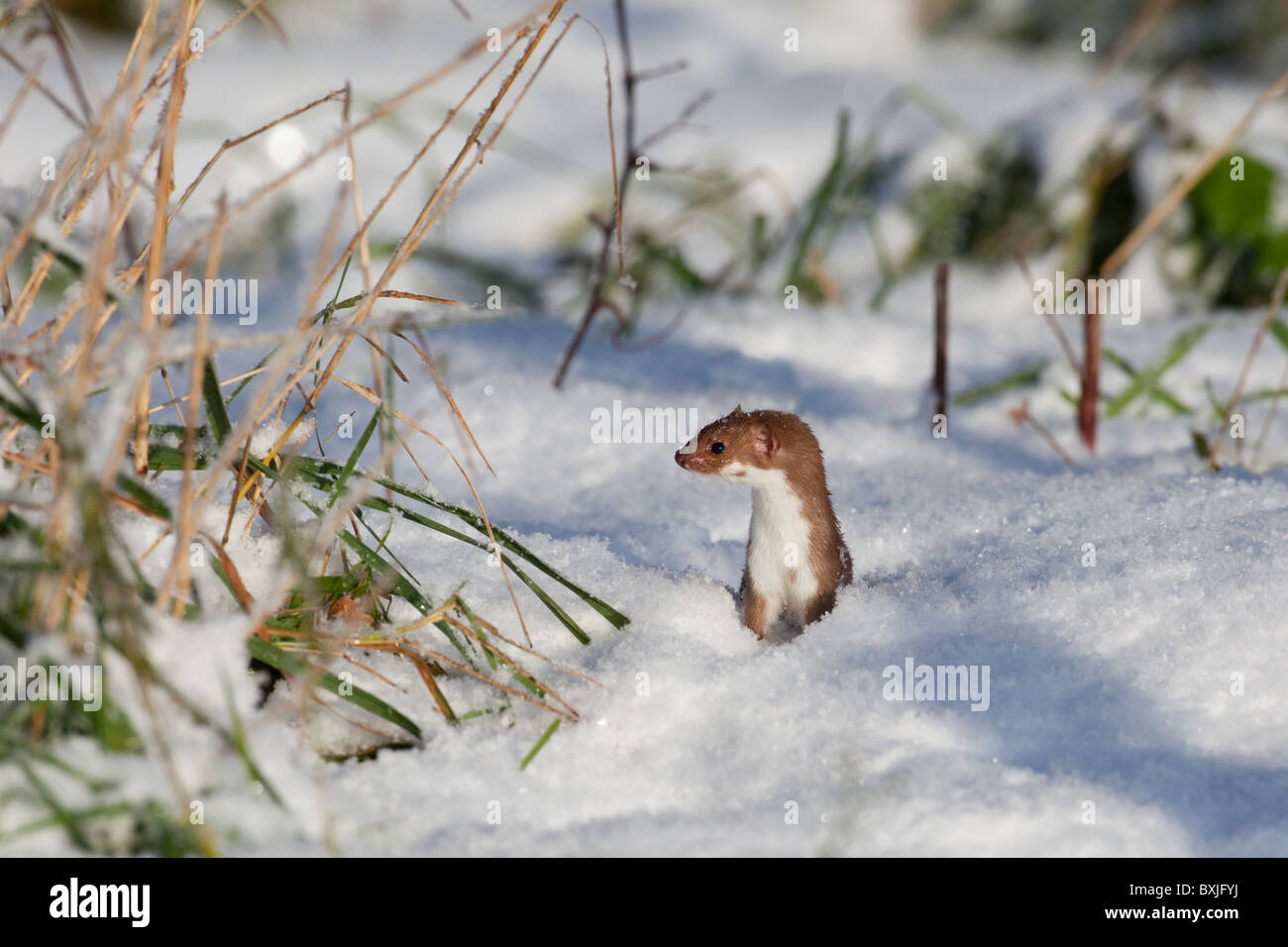La donnola Mustela nivalis caccia nella neve Foto Stock