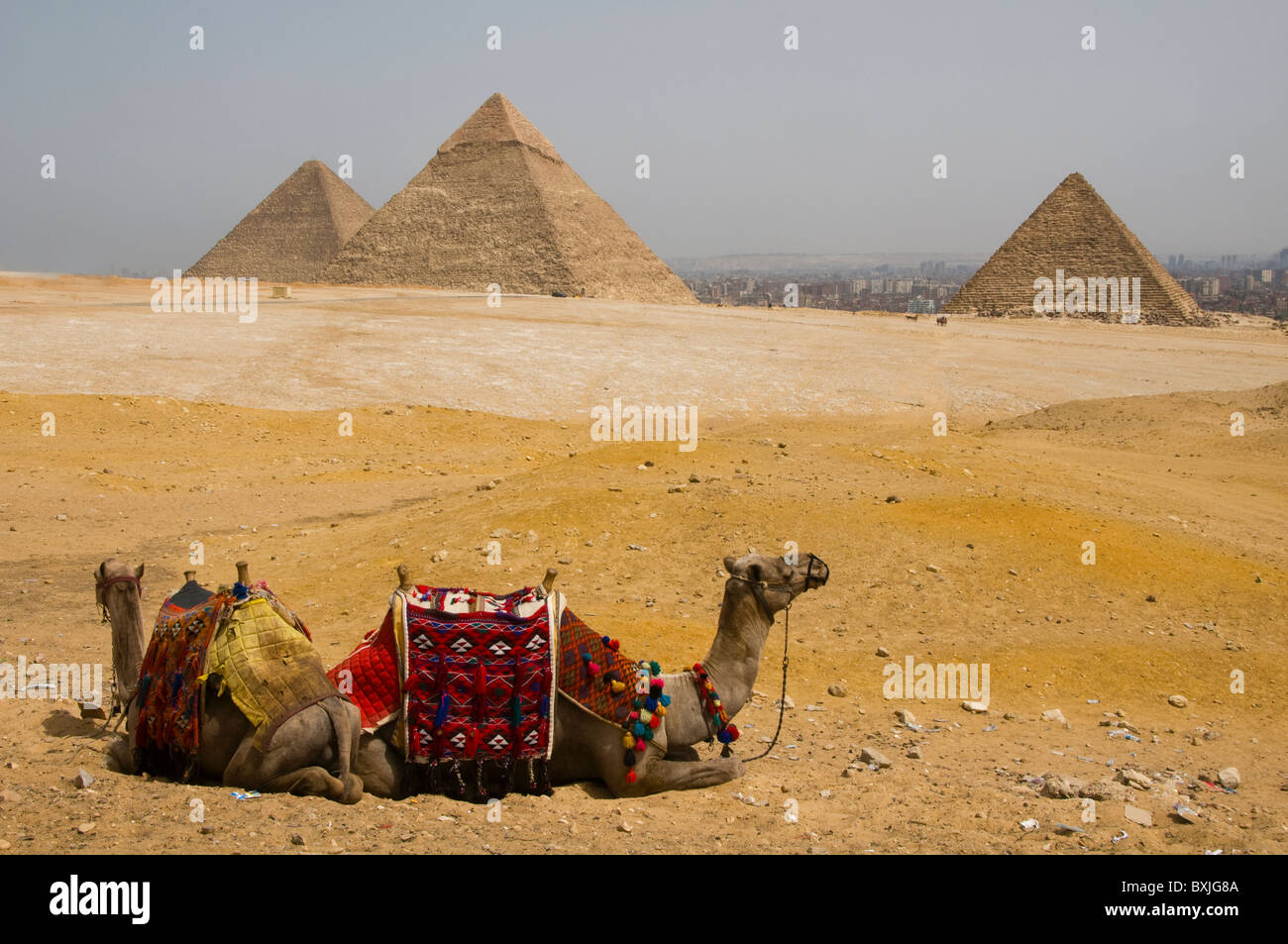 Cammelli nel deserto presso le Grandi Piramidi di Giza in Il Cairo Egitto Foto Stock