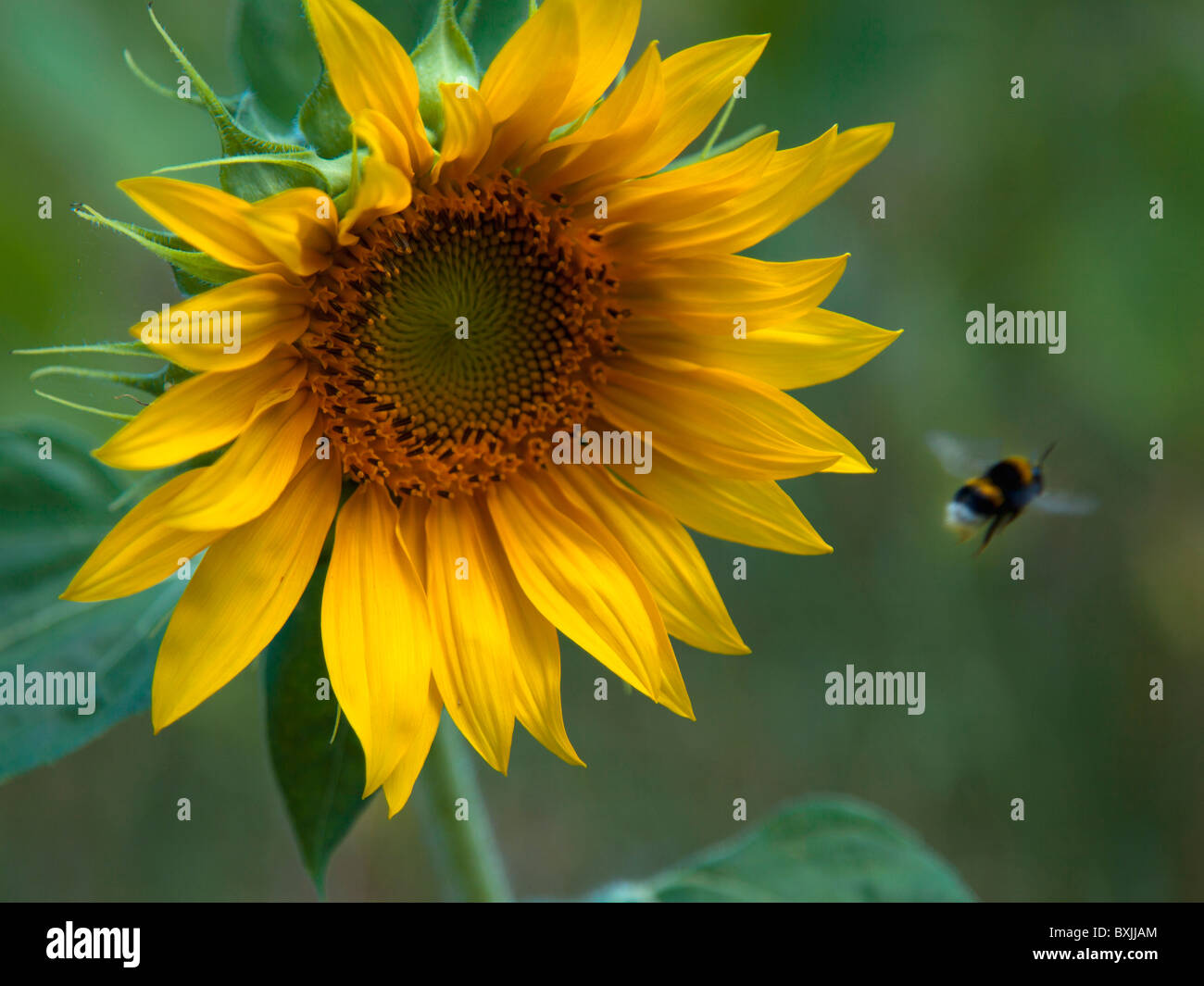 Girasole con BEE Foto Stock