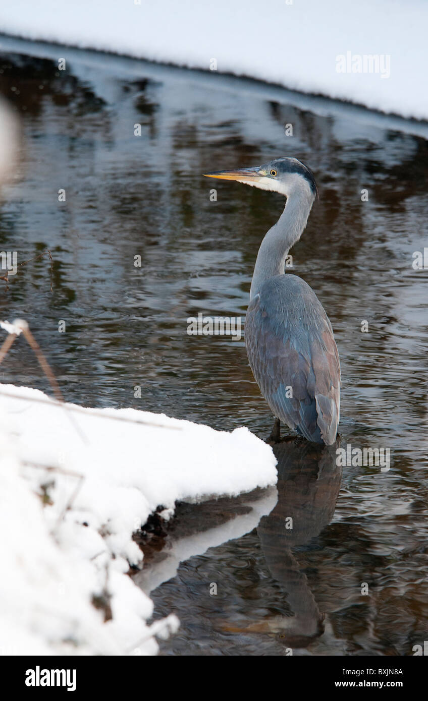 Heron in piedi di corrente tra due argini nevoso Foto Stock