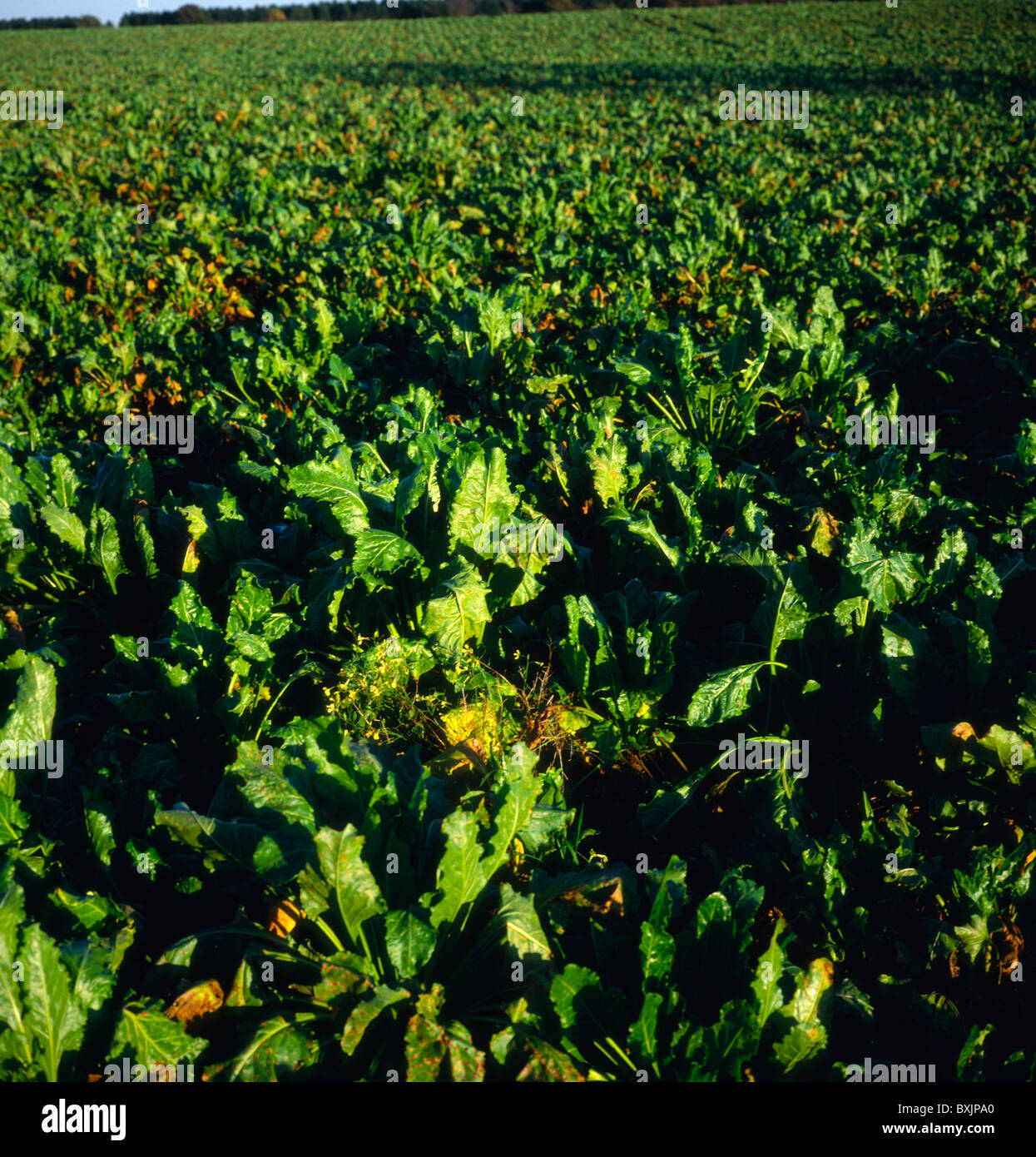 La bieticoltura nel campo Suffolk in Inghilterra Foto Stock