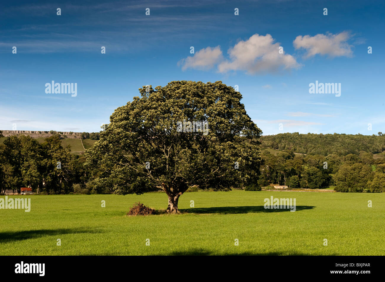 Coppia sicomoro nel mezzo di un campo. North Yorkshire. (Acer pseudoplatanus) Foto Stock