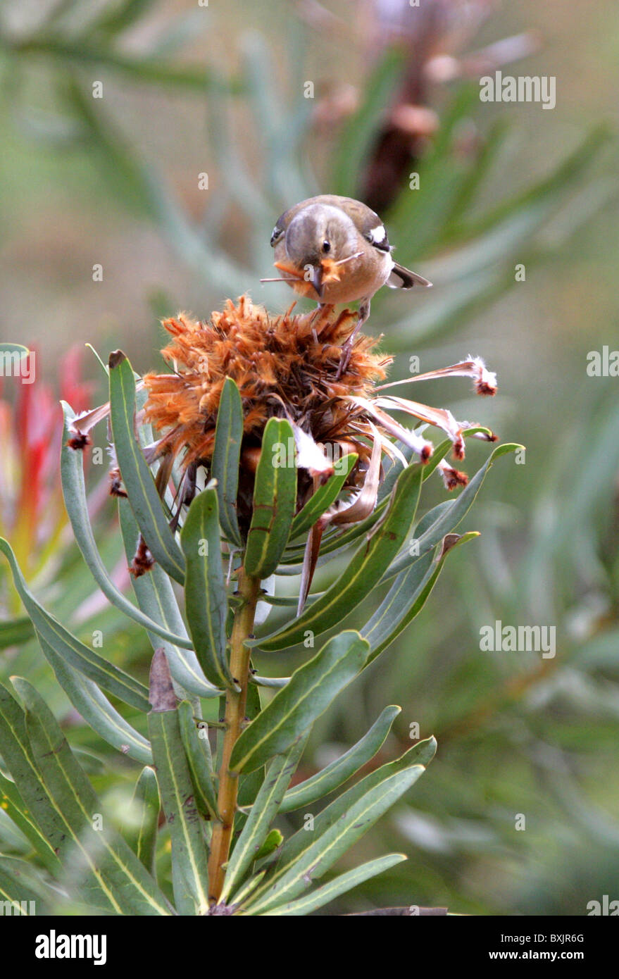 Fringuello mangiare semi da un punto morto Protea Fiore di testa. Giardini Botanici di Kirstenbosch, Cape Town, Sud Africa. Fringuello maschio. Foto Stock