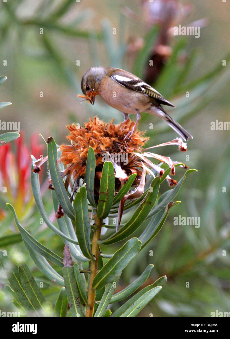 Fringuello mangiare semi da un punto morto Protea Fiore di testa. Giardini Botanici di Kirstenbosch, Cape Town, Sud Africa. Fringuello maschio. Foto Stock