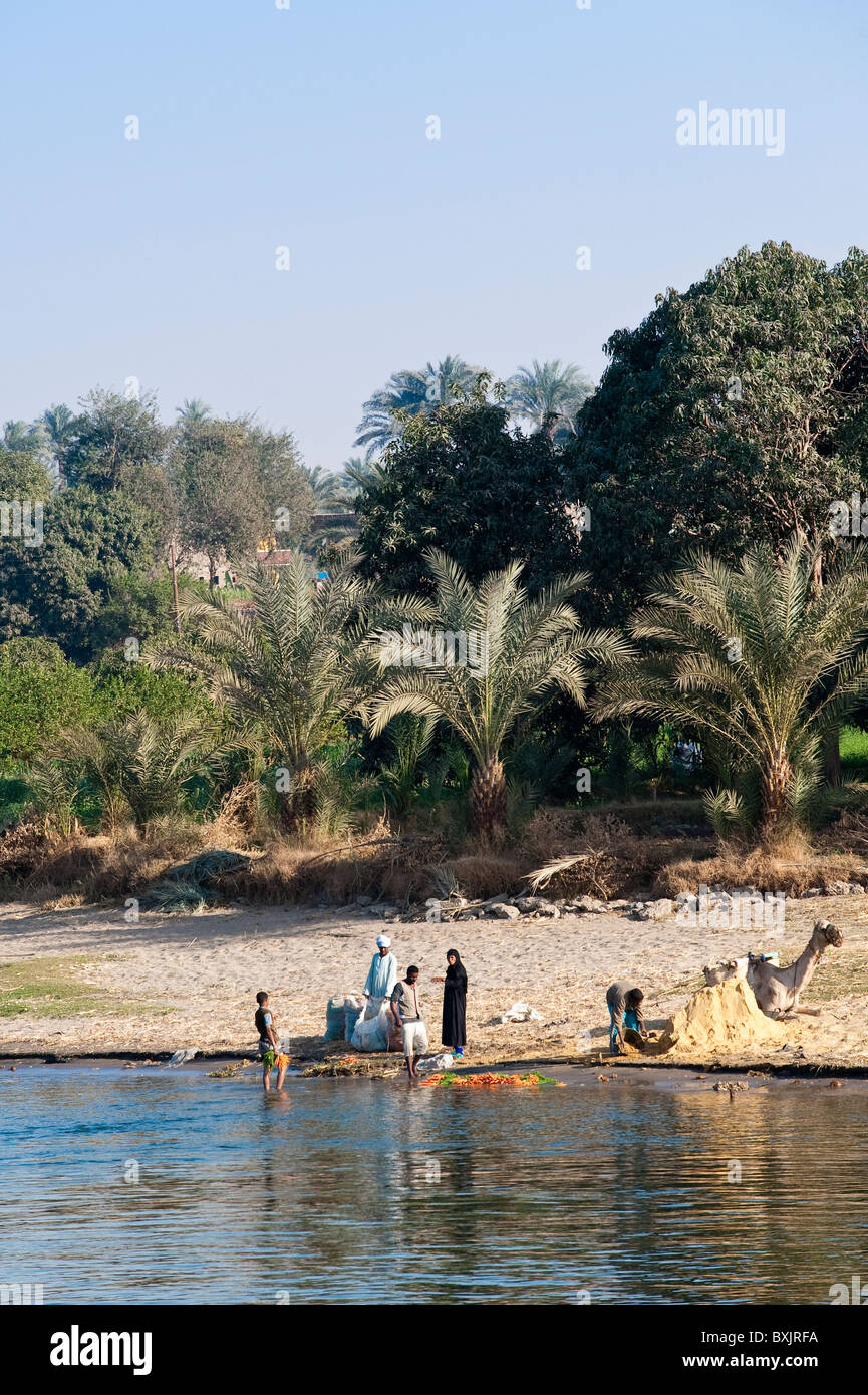 L'Egitto. Palme da dattero lungo il Nilo. Foto Stock