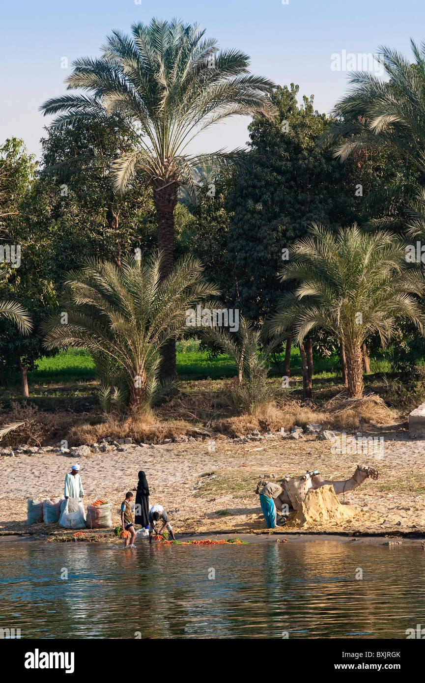 L'Egitto. Palme da dattero lungo il Nilo. Foto Stock