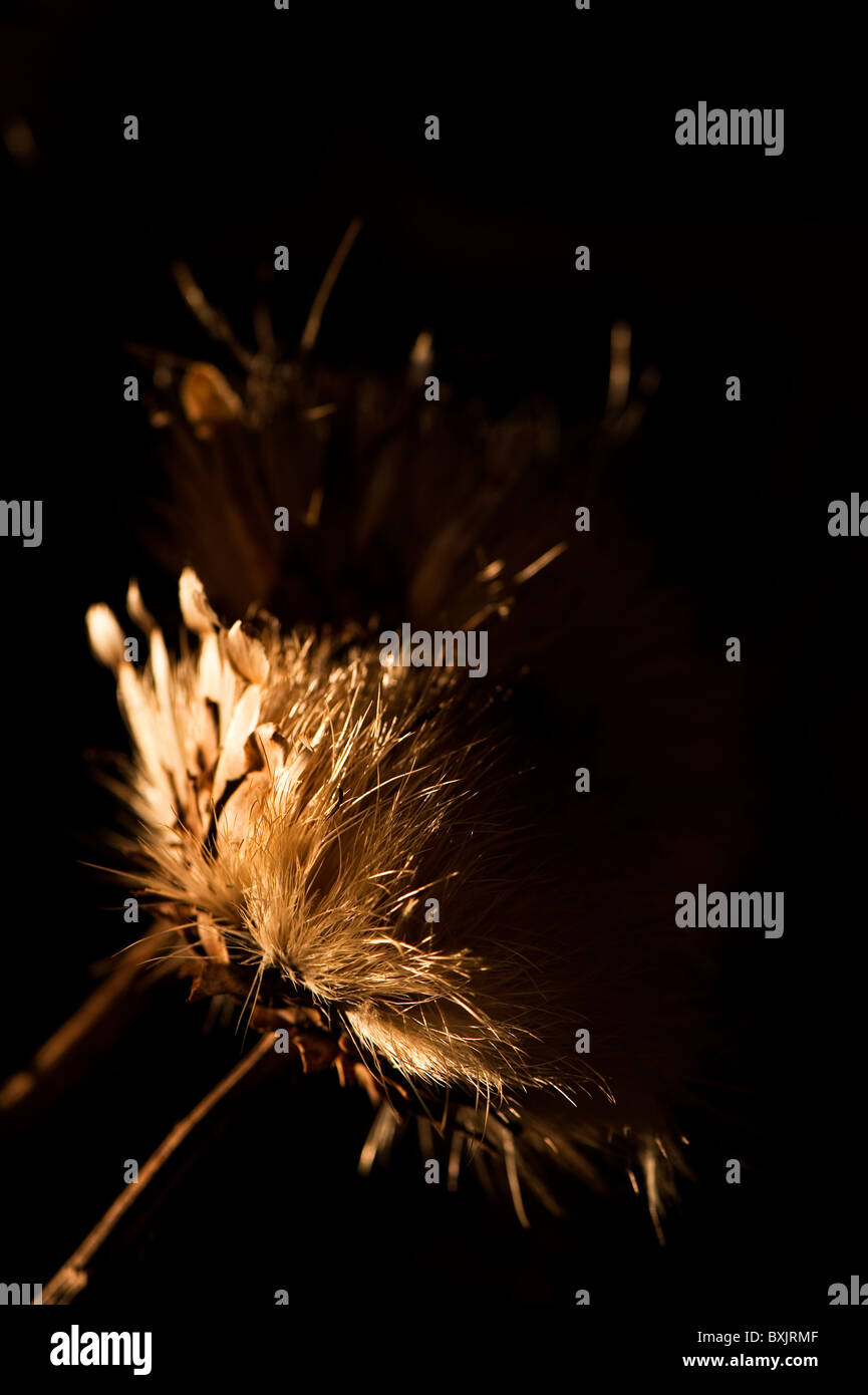 Essiccato cardi, Cynara cardunculus, nel mese di novembre nel tardo pomeriggio di sole Foto Stock