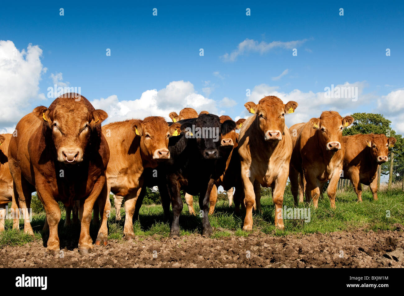 Limousin bovini in piedi sulla terra in camicia danneggiato da un clima umido e cattles piedi. Cumbria. Foto Stock