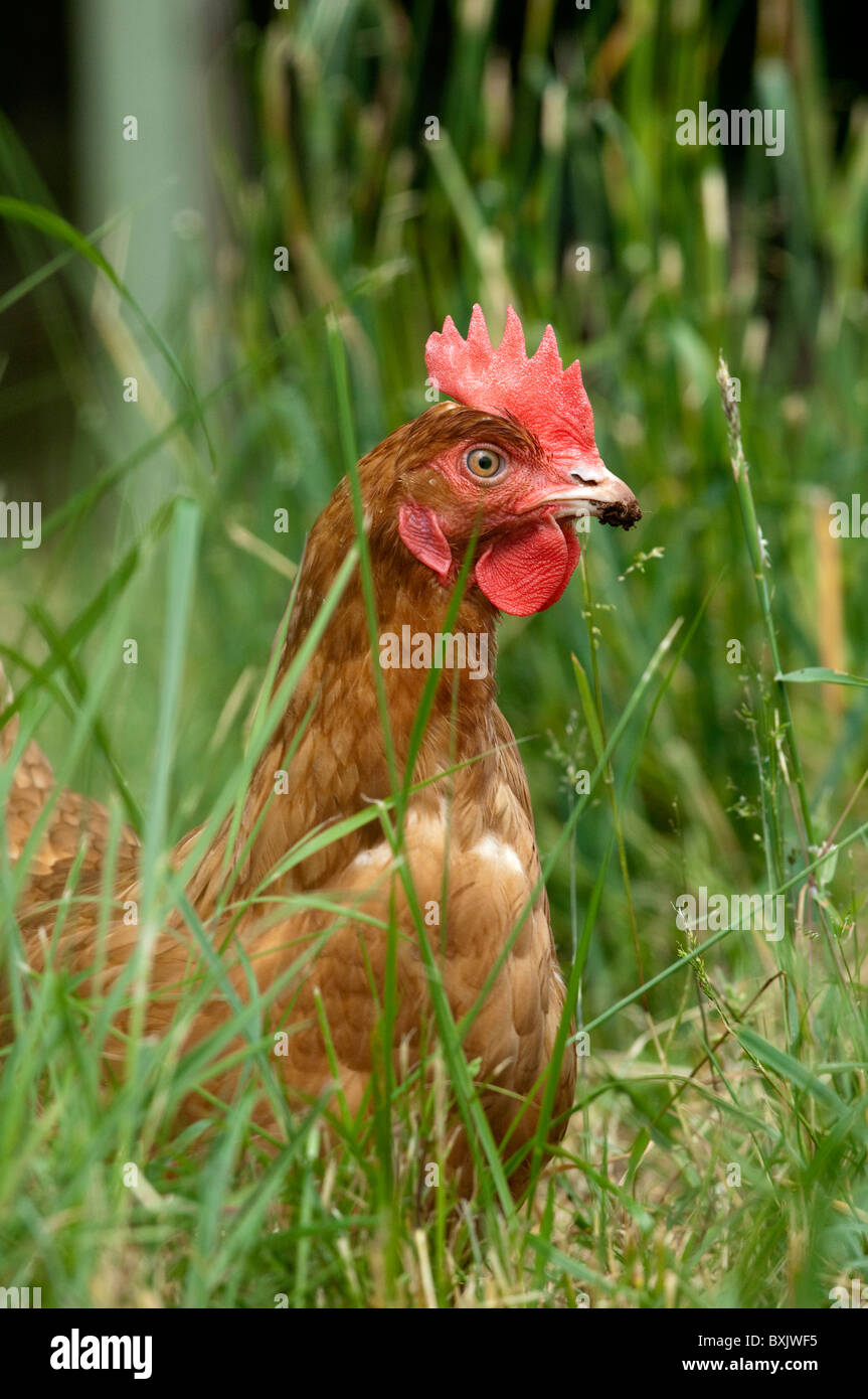 Free Range hen in erba. Foto Stock