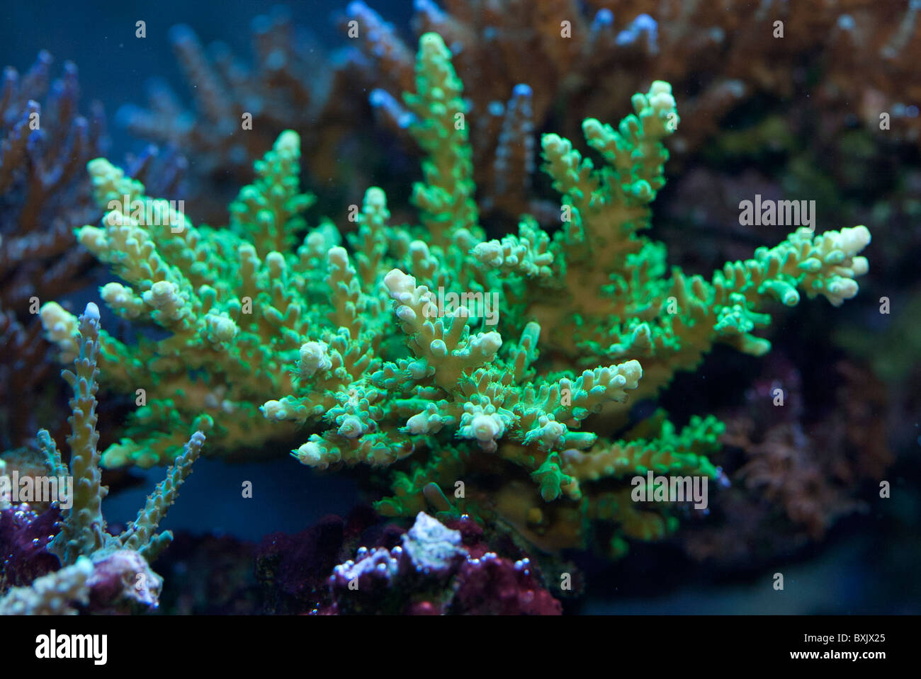 Green Acropora sp corallo in un acquario Foto Stock