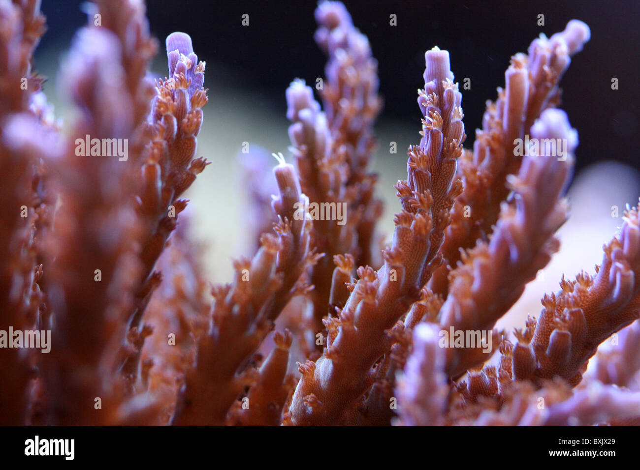 Acropora viola corallo in acquario domestico Foto Stock