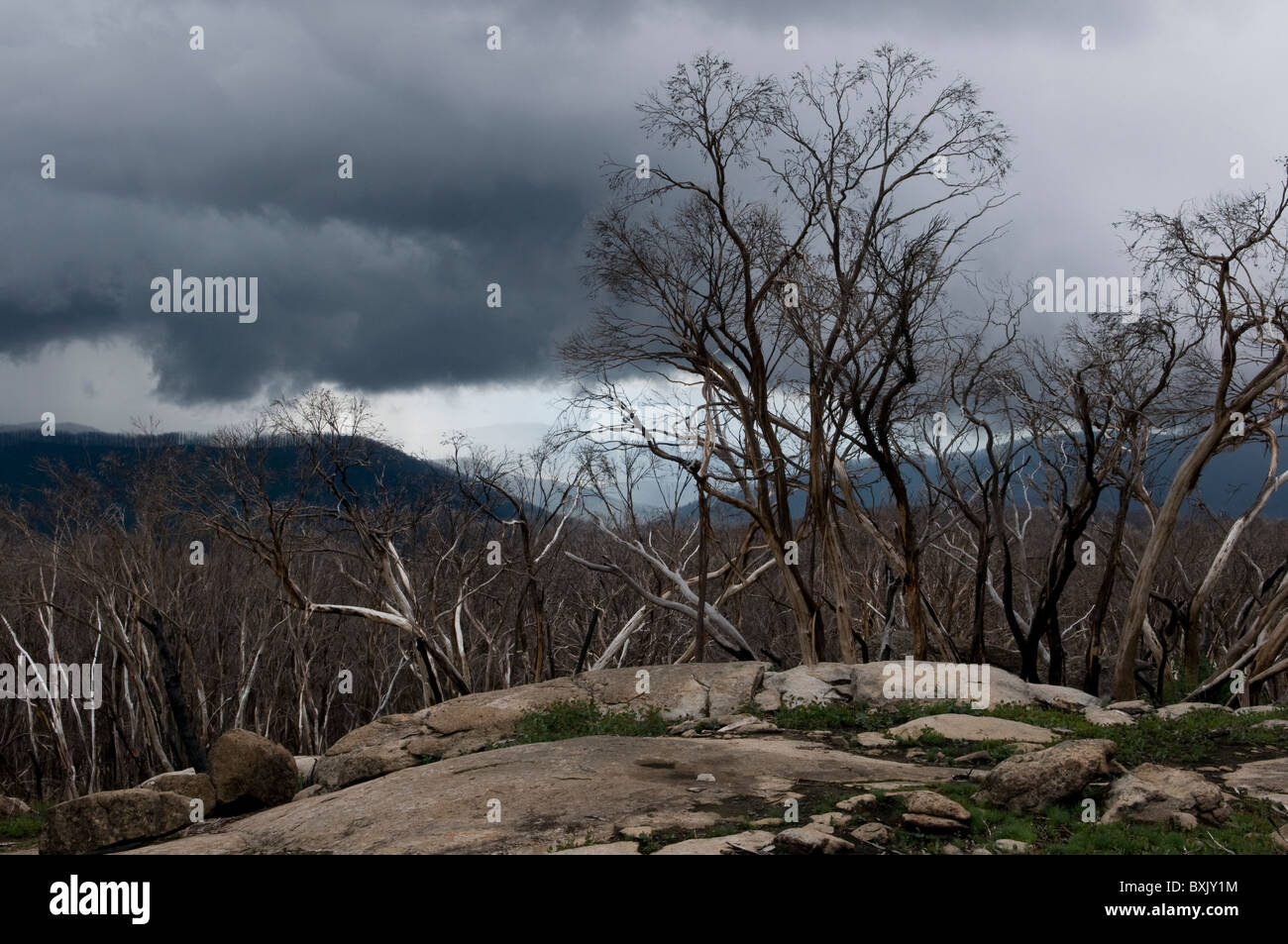 Fire alberi danneggiati Foto Stock