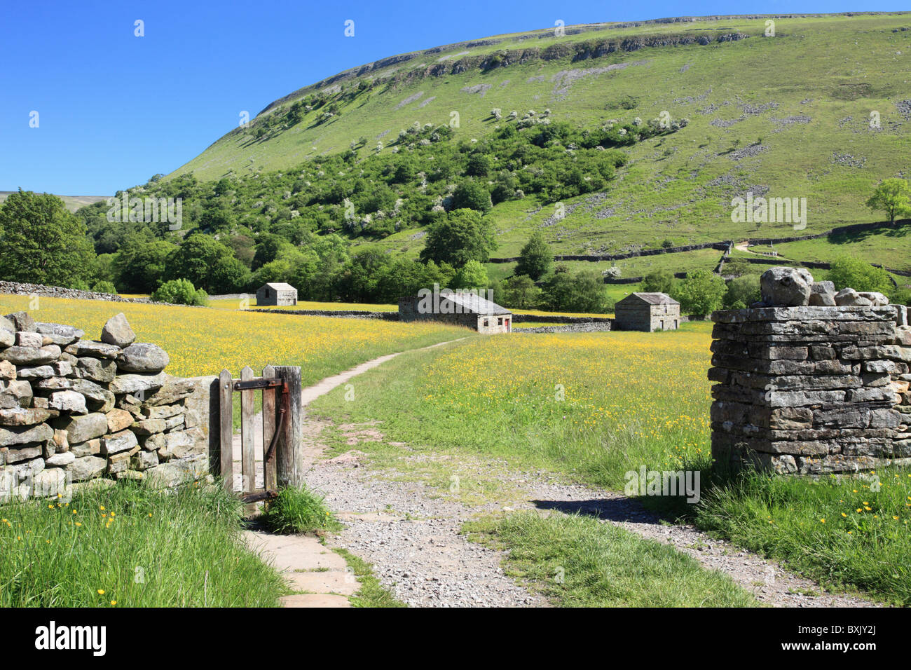 Ranuncolo dei Prati vicino Muker nel Yorkshire Dales National Park Foto Stock