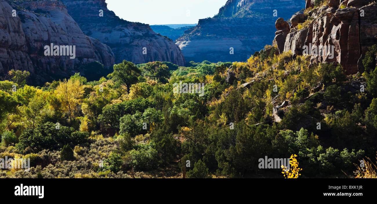 Pioppi neri americani alberi girando i colori in autunno in Indian Creek Canyon dello Utah, Stati Uniti d'America. Foto Stock