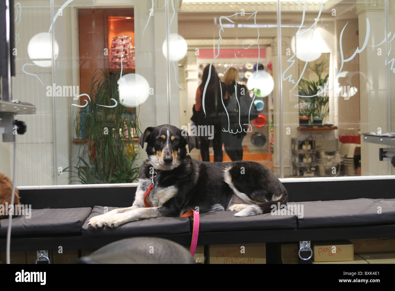 Magazzini Harrods ottiene un pet spa Foto Stock