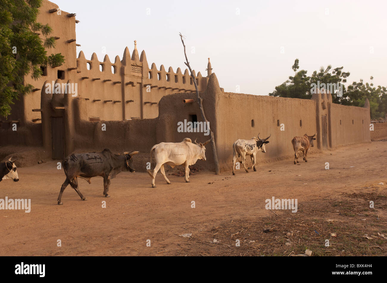 Vacche passando il fango moschea costruita nel villaggio di Saye. Regione di Segou, Mali. Foto Stock