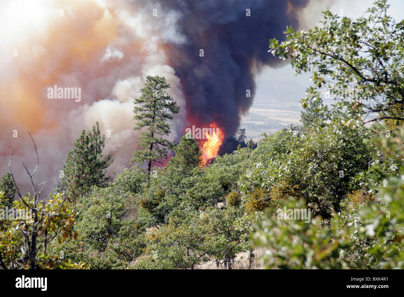 Wildfire con fiamme di grandi dimensioni Foto Stock