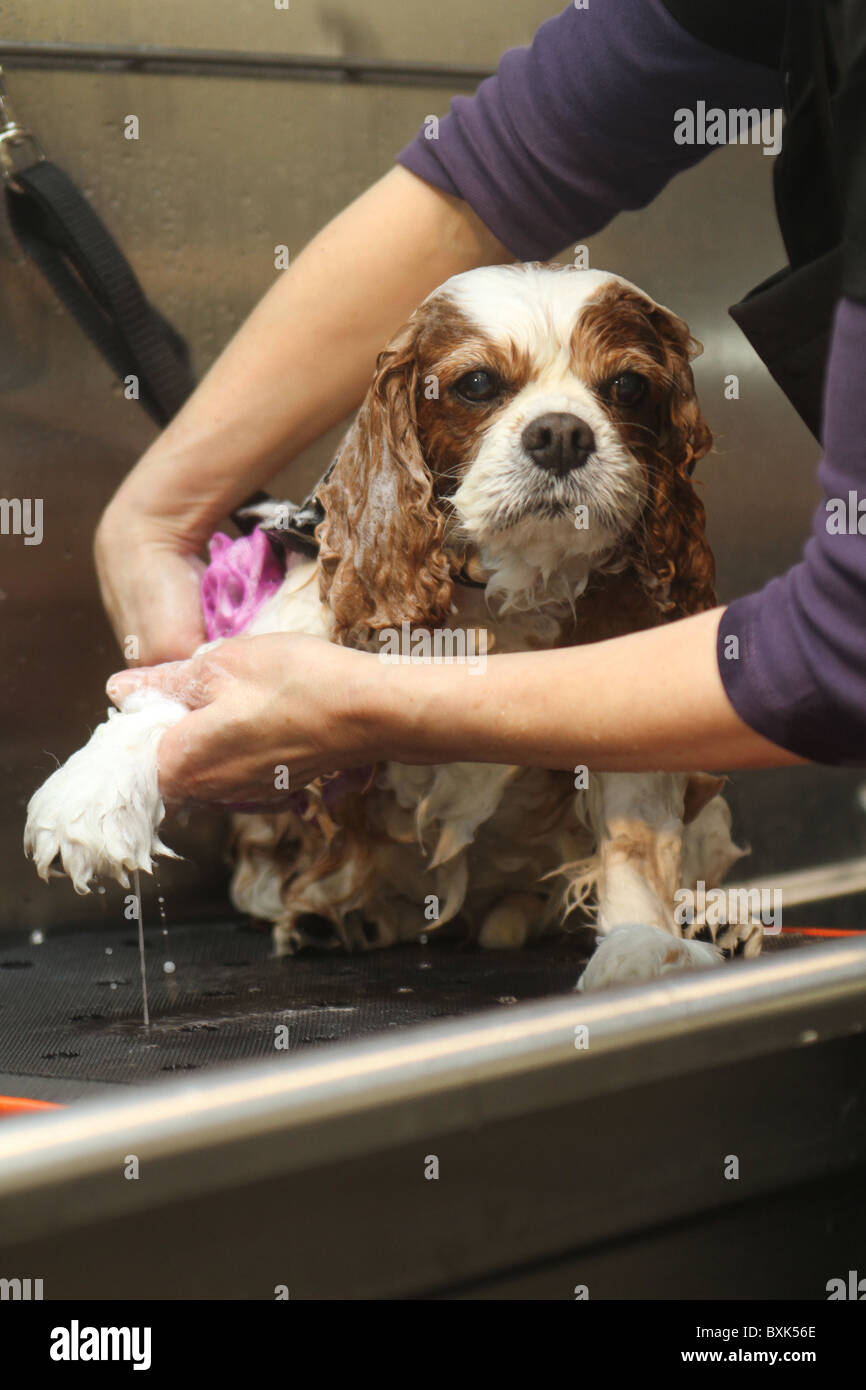 Magazzini Harrods ottiene un pet spa Foto Stock