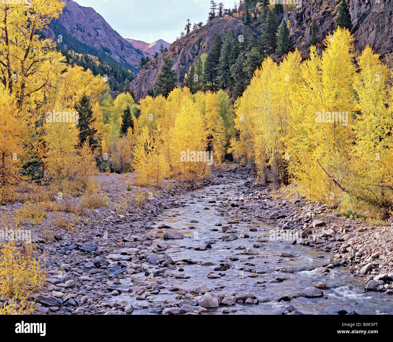 Pioppi neri americani Creek con golden autumn aspen lungo la cannella Pass Road, la Foresta Nazionale di Gunnison, Colorado, STATI UNITI D'AMERICA Foto Stock