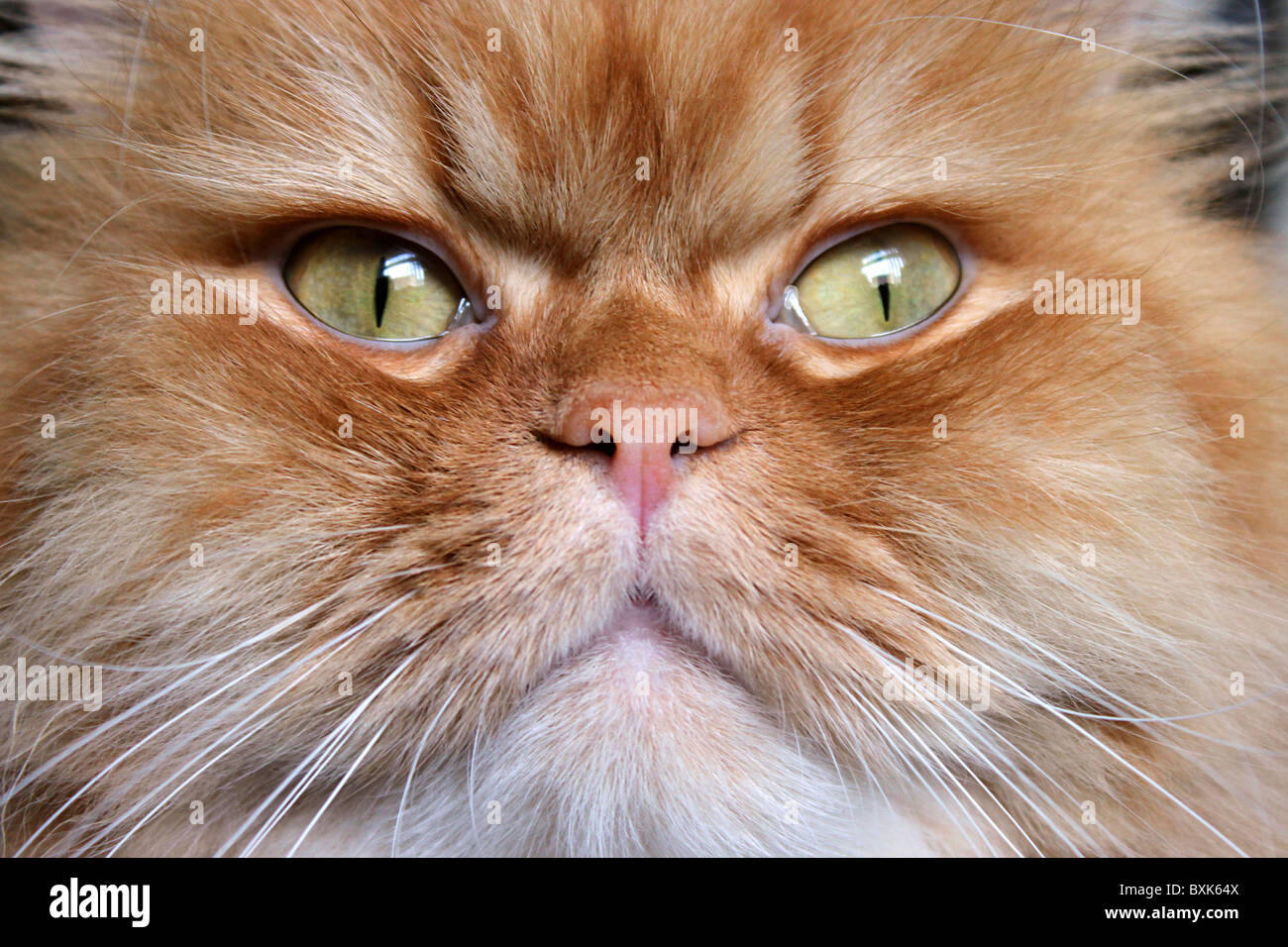 Close up di zenzero gatto persiano solo sul viso Foto Stock