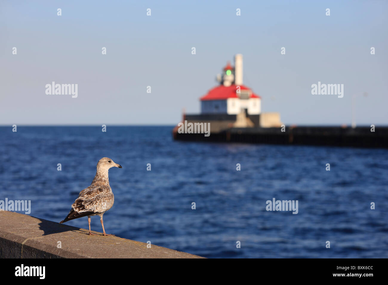 Un gabbiano si trova sul molo nord lungo il canale delle navi di Duluth, Minnesota, sul lago Superior, con il faro di frangiflutti sud visibile sullo sfondo. Foto Stock
