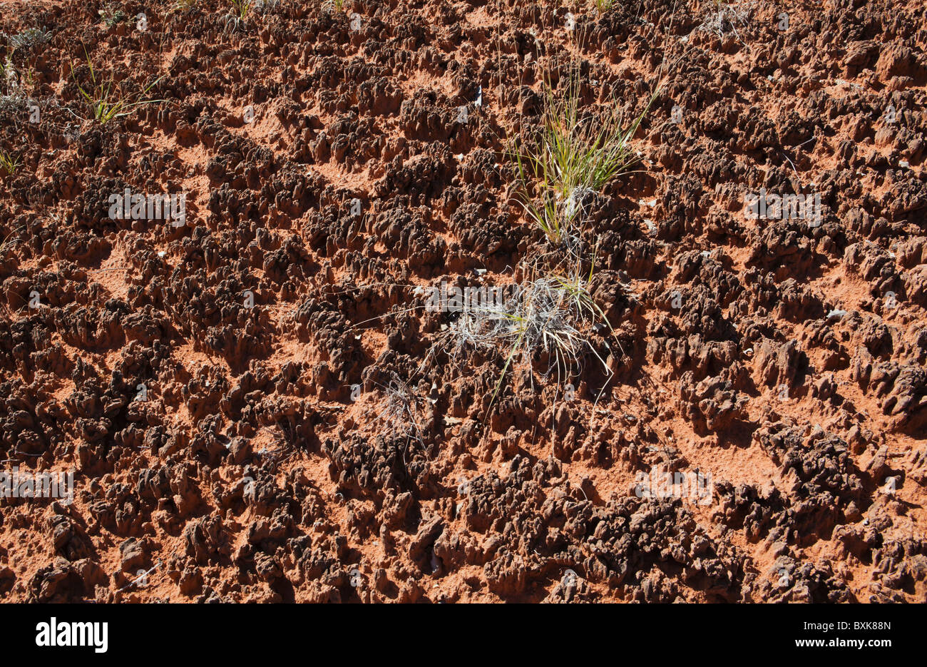 Vista dettagliata del suolo cryptobiotic nel Parco Nazionale di Canyonlands, aghi District, Utah, Stati Uniti d'America. Foto Stock