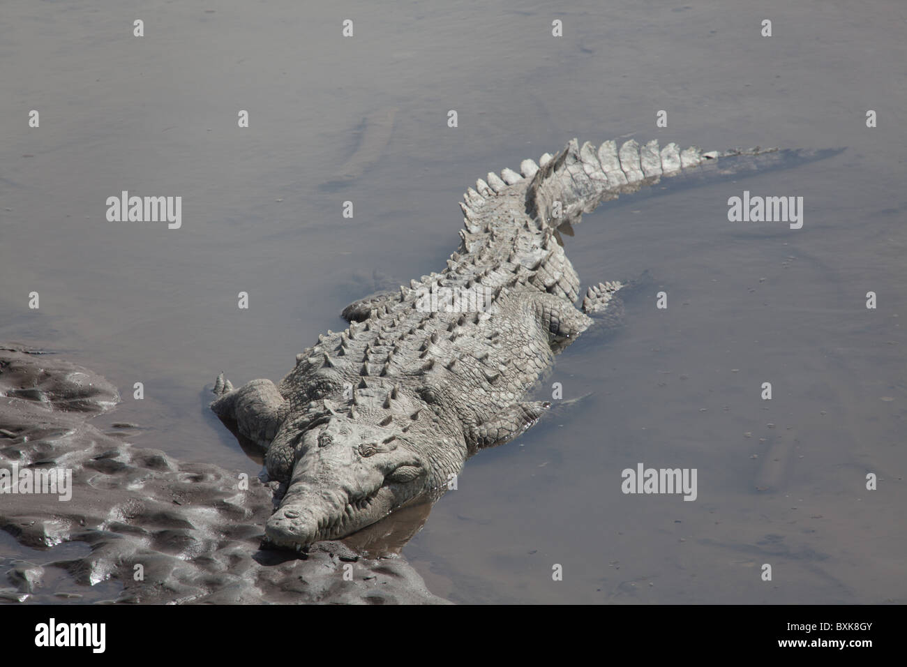 Coccodrillo nel fiume con la testa sul lungofiume, a piena lunghezza Foto Stock