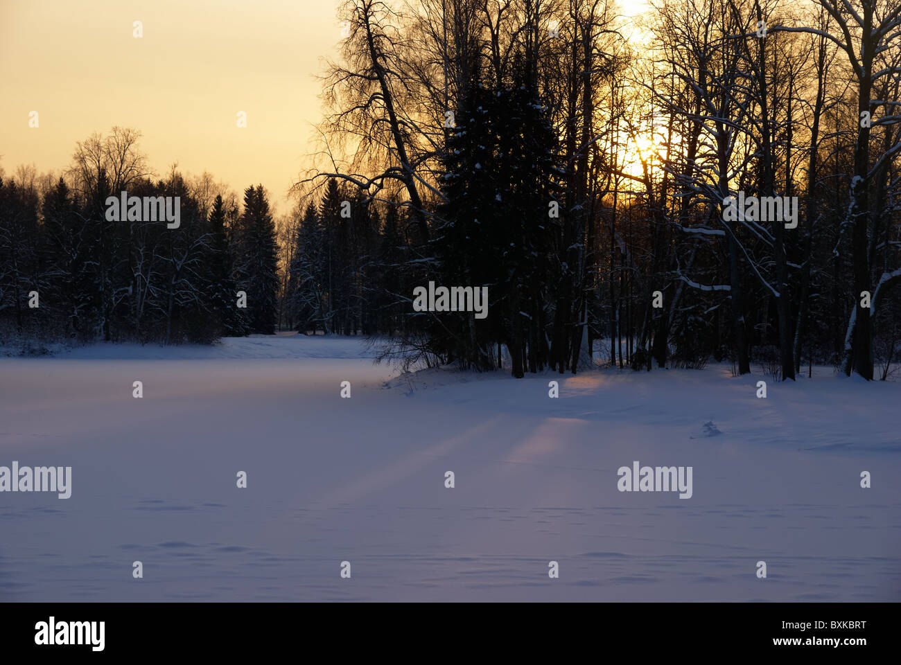 Paesaggio invernale con le sagome di alberi sullo sfondo un cielo di tramonto Foto Stock