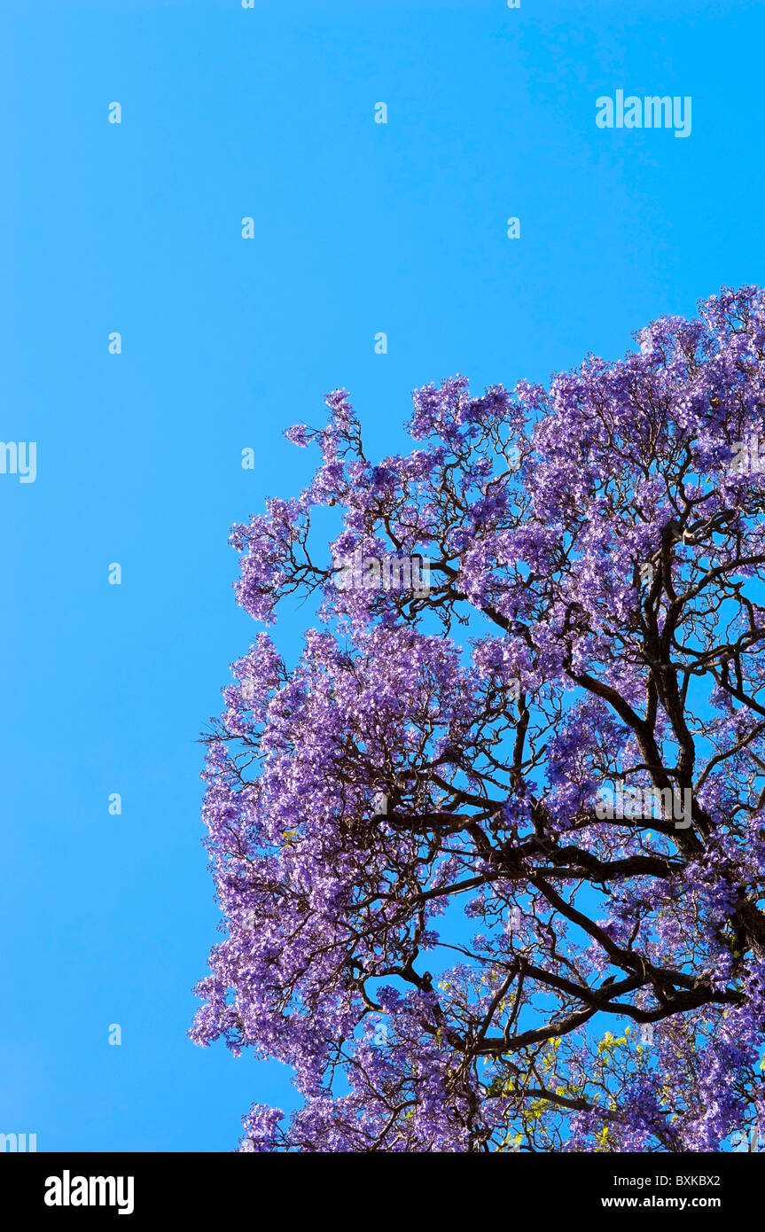 Bellissimi alberi di jacaranda in piena fioritura contro un cielo blu Foto Stock