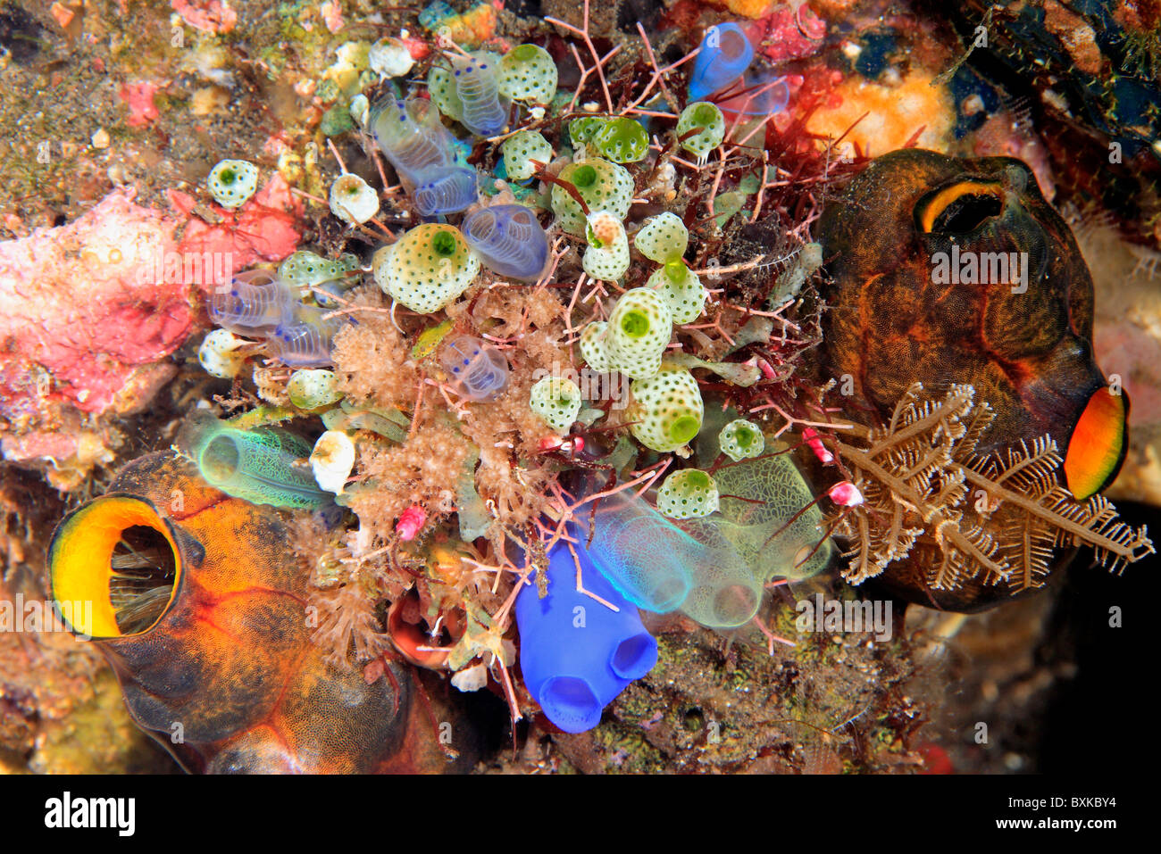 Gruppo di brillanti e colori del mare schizza, tunicati o ascidie. Foto Stock